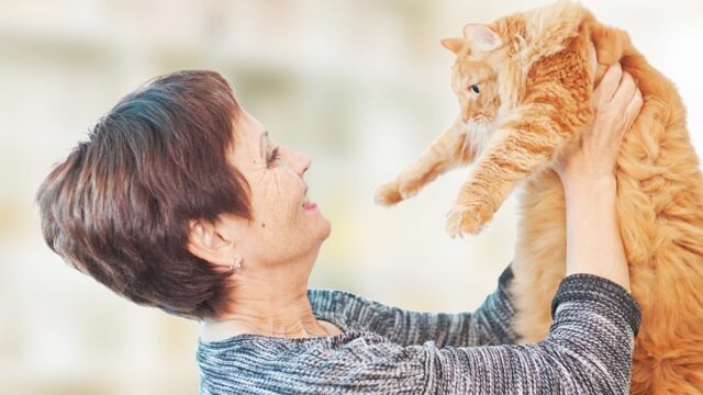 尿路結石の対策・療養に！おすすめキャットフードランキング 