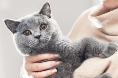 Cute kitten hold in hands. The British Shorthair. Looking at the camera